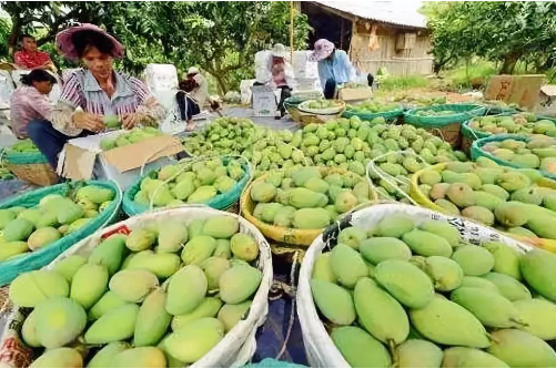 現(xiàn)代特色農(nóng)業(yè)示范區(qū)成為鄉(xiāng)村振興新高地