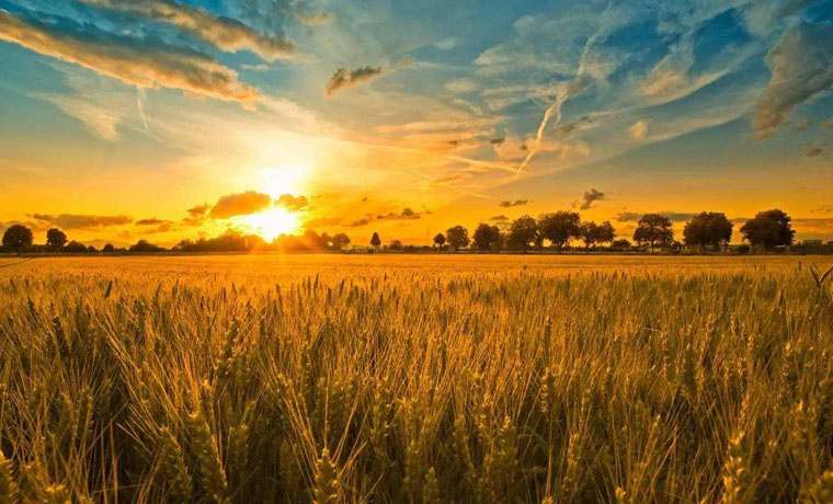 全國(guó)98％以上農(nóng)業(yè)經(jīng)營(yíng)主體仍是小農(nóng)戶(hù)