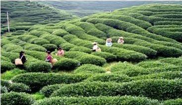 河南：到2025年十大優(yōu)勢特色農(nóng)業(yè)產(chǎn)值達(dá)到6500億元