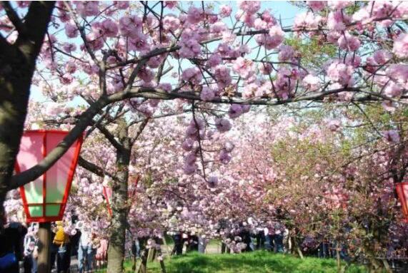 “賞花+”解鎖好春光，“春日經濟”創(chuàng)造消費新場景