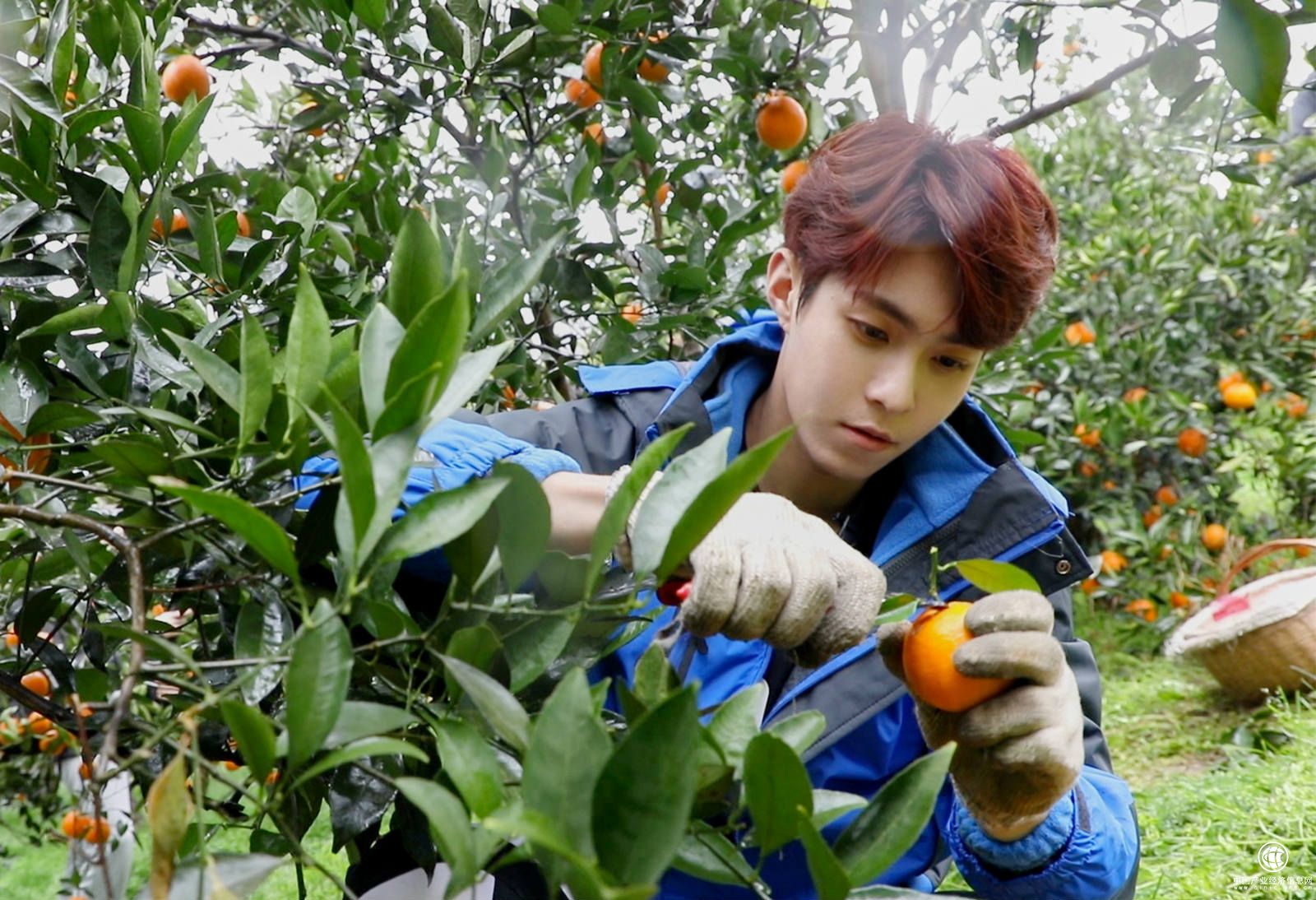 坤音四子成員之一的岳岳在采摘秭歸臍橙，助力貧困縣農(nóng)產(chǎn)品走出大山。_meitu_4