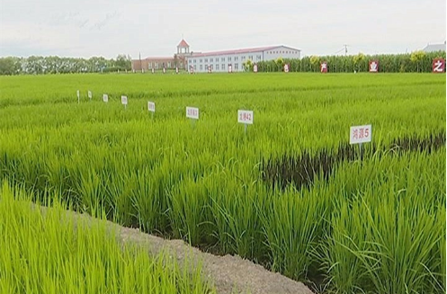 黑龍江綏化北林區(qū)：“寒地黑土”打造生態(tài)好米