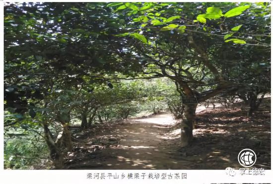 德宏將舉辦古茶樹采摘儀式，這些古茶樹資源值得你了解！