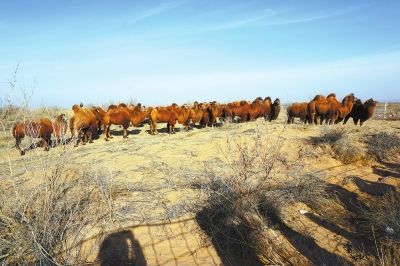 甘肅白銀：著力打造現(xiàn)代絲路寒旱農(nóng)業(yè)“六大高地”