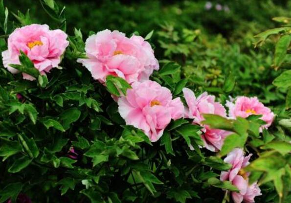 首次發(fā)布！河南曬出生態(tài)產(chǎn)品“家底”