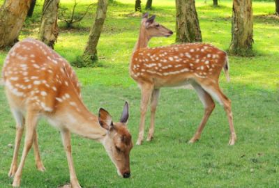 鹿茸產(chǎn)量常年位居全國首位 養(yǎng)鹿大省一