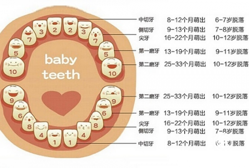牙髓干細(xì)胞，藏在乳牙里的寶藏