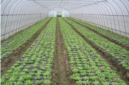 “中國(guó)蔬菜之鄉(xiāng)”為什么是這座山東小城