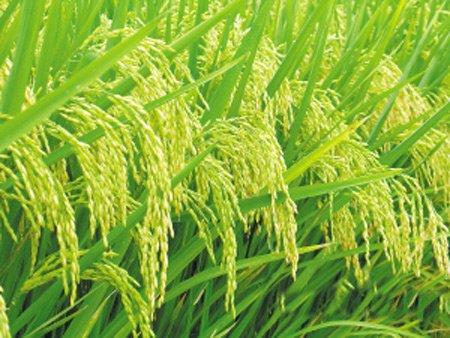 既穩(wěn)產(chǎn)又保護環(huán)境 綠色超級稻背后有什么奧秘？