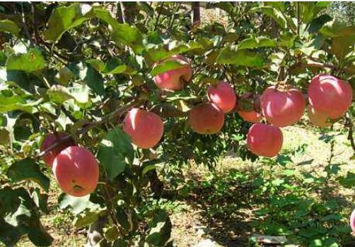 我國科研人員研發(fā)出蘋果產(chǎn)地溯源新技術(shù)