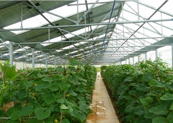 內(nèi)蒙古巴彥淖爾市：“農(nóng)光互補”助農(nóng)增收致富