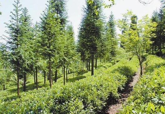 2019年全國林木種苗質量穩(wěn)中有升