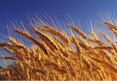 全國(guó)首家以小麥為主題，延津縣國(guó)家現(xiàn)代農(nóng)業(yè)產(chǎn)業(yè)園通過(guò)認(rèn)定