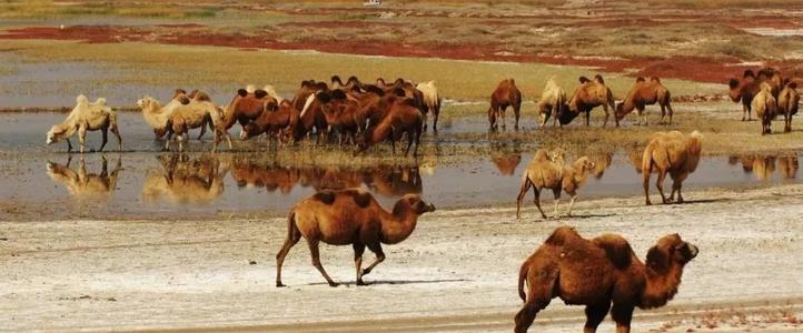 內(nèi)蒙古：堅定不移走綠色高質(zhì)量發(fā)展道路 發(fā)展壯大紅駝產(chǎn)業(yè)