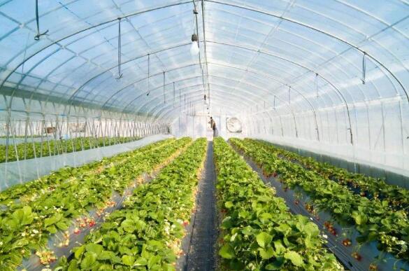 吉林省梨樹縣大力推動(dòng)棚膜經(jīng)濟(jì)發(fā)展