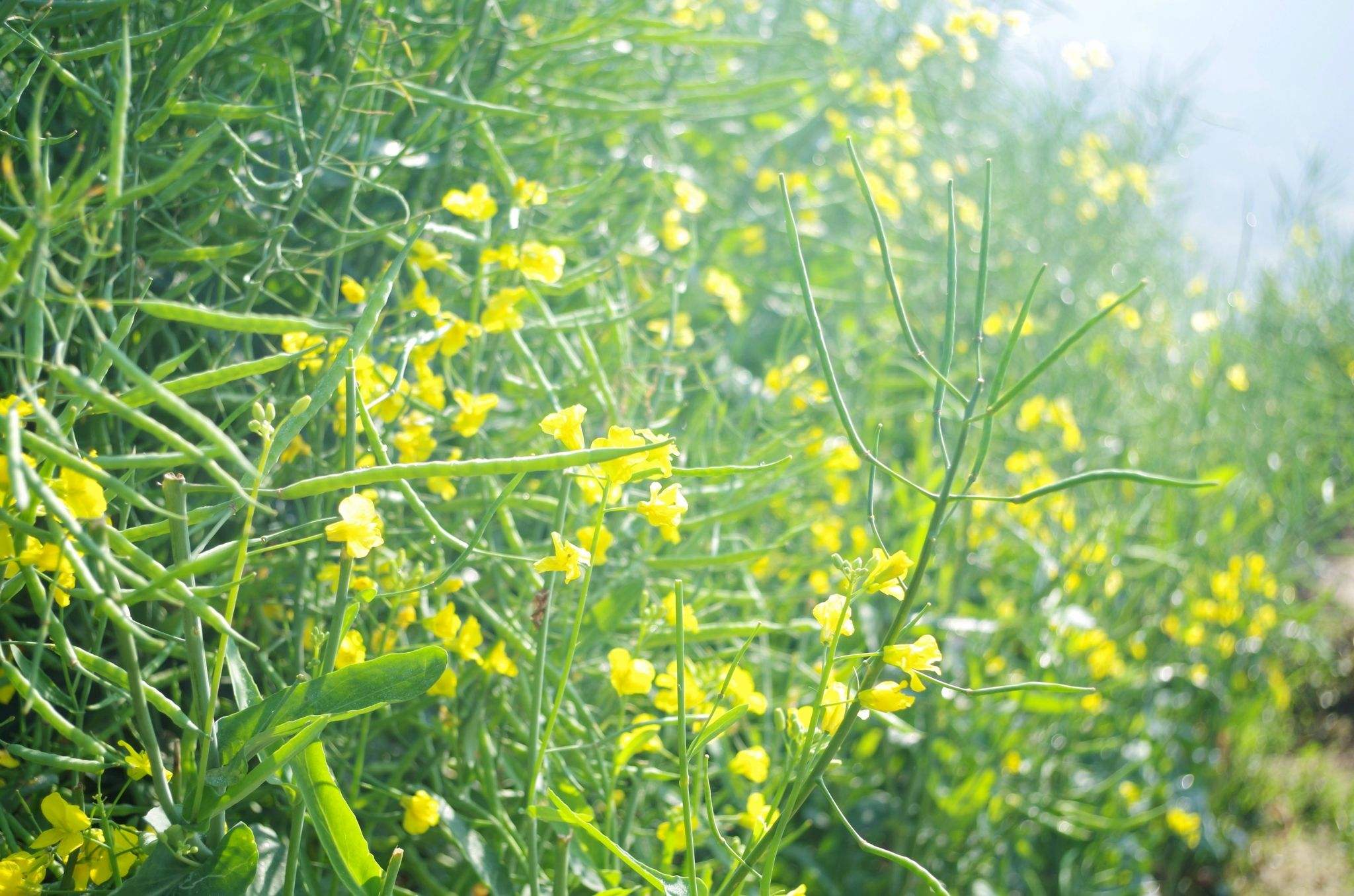 重慶潼南塑造“中國(guó)油菜之鄉(xiāng)”新名片