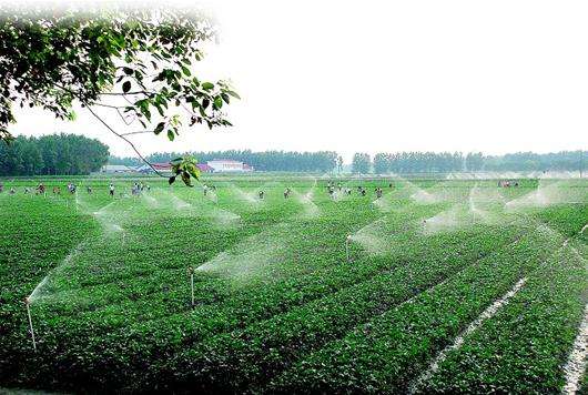 湖北農(nóng)墾“一場一品”釋放脫貧能量