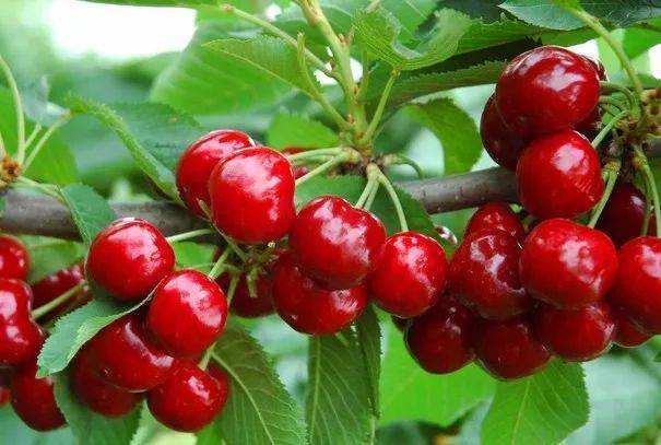 今年櫻桃產(chǎn)銷情況如何？ “櫻桃自由”實(shí)現(xiàn)了嗎？