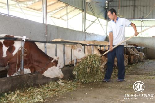 河南南召縣貧困戶黨主峰：養(yǎng)牛發(fā)財變身“致富標(biāo)兵”