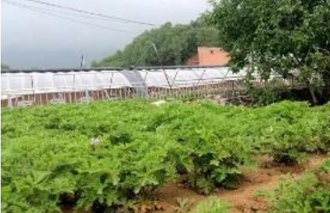 北京延慶：香草產(chǎn)業(yè)帶動(dòng)沙門村走上致富路