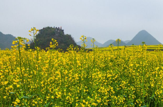 菜籽油成新需求 擴(kuò)植油菜面積延產(chǎn)業(yè)鏈增附加值