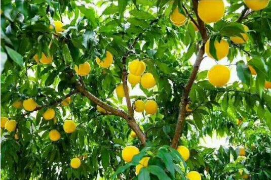 湖南炎陵：山溝溝里結出脫貧致富“金果”