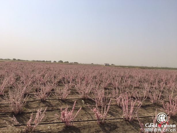 【企業(yè)動態(tài)+扶貧第一線】東錦集團歐李項目  助力內蒙古科右中旗精準脫貧