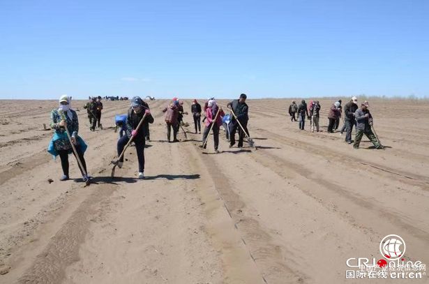 東錦集團(tuán)歐李項(xiàng)目 助力內(nèi)蒙古科右中旗精準(zhǔn)脫貧