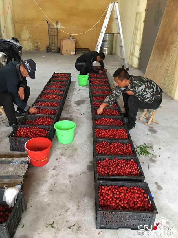 【企業(yè)動態(tài)+扶貧第一線】東錦集團歐李項目  助力內蒙古科右中旗精準脫貧