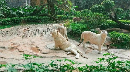 用廣發(fā)信用卡首付99元 避開(kāi)暑期人潮去長(zhǎng)隆度假