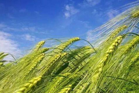 “雜糧熱”推動我國農(nóng)業(yè)轉(zhuǎn)型升級