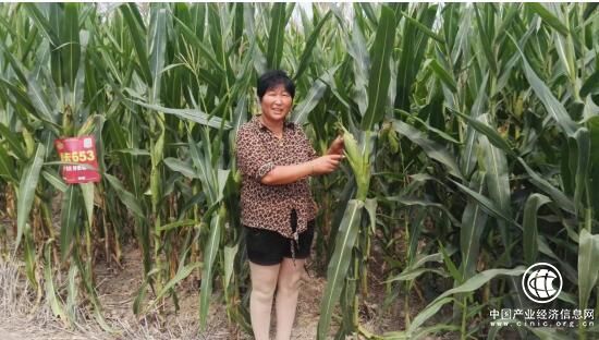 河南省遂平縣農(nóng)民孫連娥：開辦種植合作社 成為創(chuàng)業(yè)致富帶頭人