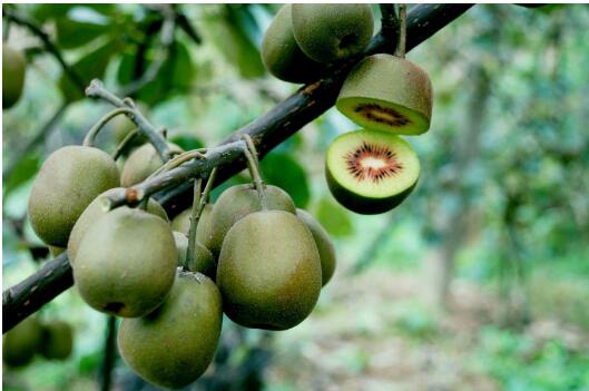 貴州遵義仁懷：“扶貧藤”結(jié)“致富果”，幸福花開(kāi)百姓家