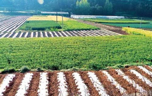 甘肅省酒泉市：農(nóng)業(yè)生產(chǎn)向現(xiàn)代高端邁進(jìn)