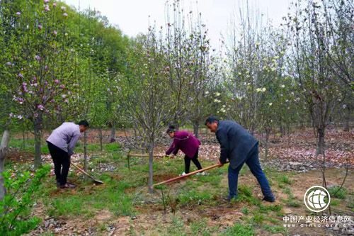 河南南召：玉蘭苗木成為致富“搖錢(qián)樹(shù)”