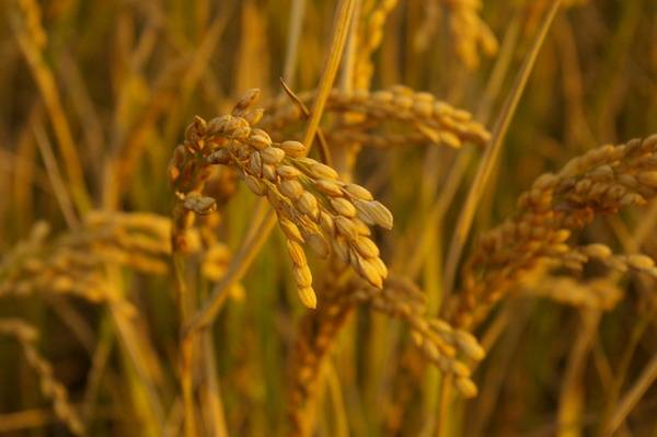 黑龍江省綏化市北林區(qū)被授予“中國(guó)寒地香米之鄉(xiāng)”稱(chēng)號(hào)