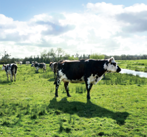 進口奶粉排行榜，合生元奶粉名列前茅