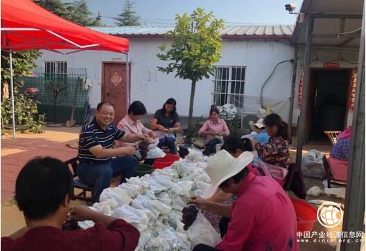 增強(qiáng)發(fā)展動(dòng)力，共享發(fā)展成果——河南省方城縣二郎廟鎮(zhèn)滹沱村給全體村民發(fā)放葡萄