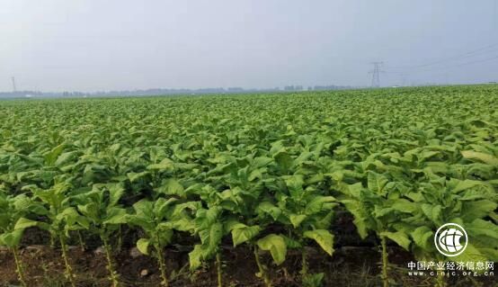 河南方城縣廣陽(yáng)鎮(zhèn)打造煙葉產(chǎn)業(yè)名片 實(shí)施精準(zhǔn)扶貧、精準(zhǔn)脫貧