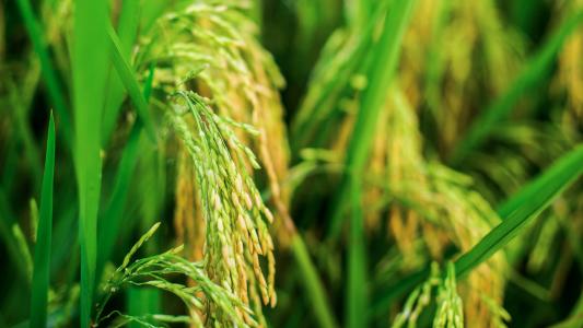 我國(guó)現(xiàn)代稻作50年：?jiǎn)萎a(chǎn)提高130%！