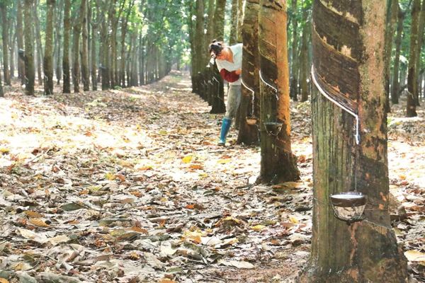 “保險+期貨”助力海南貧困膠農(nóng)“精準脫貧”