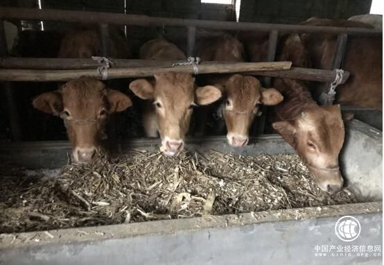 現(xiàn)在我養(yǎng)牛，明天牛養(yǎng)我——記河南省南召縣喬端鎮(zhèn)水晶河村賈學(xué)金的“?！碑a(chǎn)業(yè)