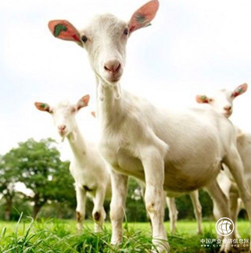 進(jìn)口羊奶粉怎么選？佳貝艾特，經(jīng)得起考驗的羊奶粉品牌