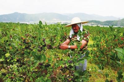 河北省農(nóng)業(yè)農(nóng)村發(fā)展保持穩(wěn)中向好穩(wěn)中向優(yōu)良好態(tài)勢(shì)