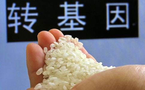 轉基因玉米大豆產業(yè)化試點擴展至5省區(qū)20縣