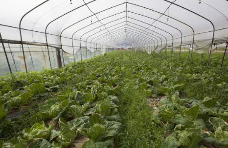 9月份鮮菜價格上漲引關注 目前多地菜價開始回落