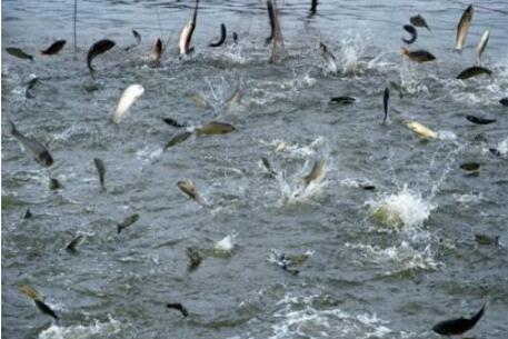 2023年上半年全國產(chǎn)地水產(chǎn)品獸藥殘留監(jiān)測(cè)合格率為99.2%