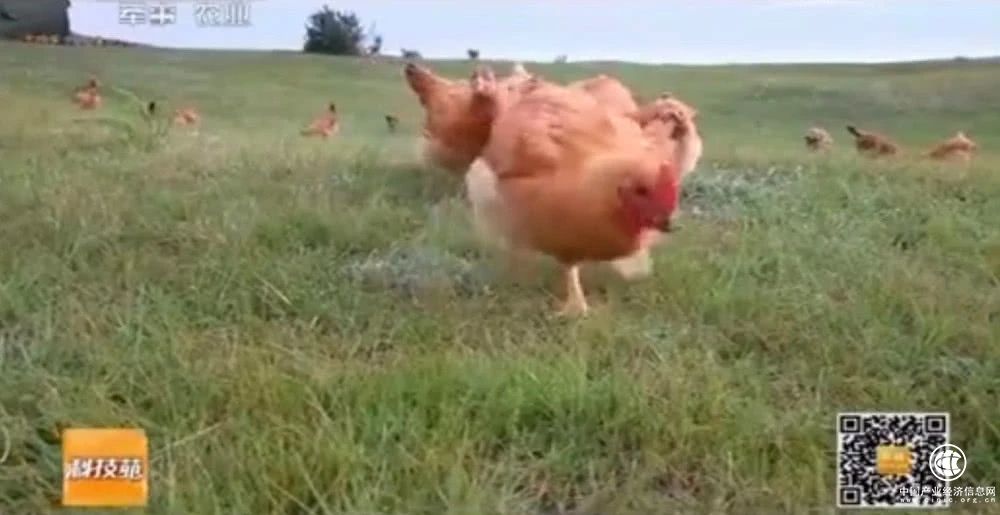 誰能想到，我國人民治理蝗蟲的方法是養(yǎng)雞鴨…