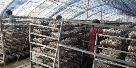 河南桐柏城郊鄉(xiāng)：當(dāng)好疫情防控“守門(mén)員”和鄉(xiāng)村振興“引路人”