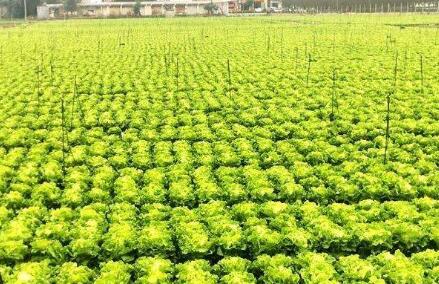 河南發(fā)文防止耕地“非糧化” 確保全省糧食種植面積不低于1.6億畝